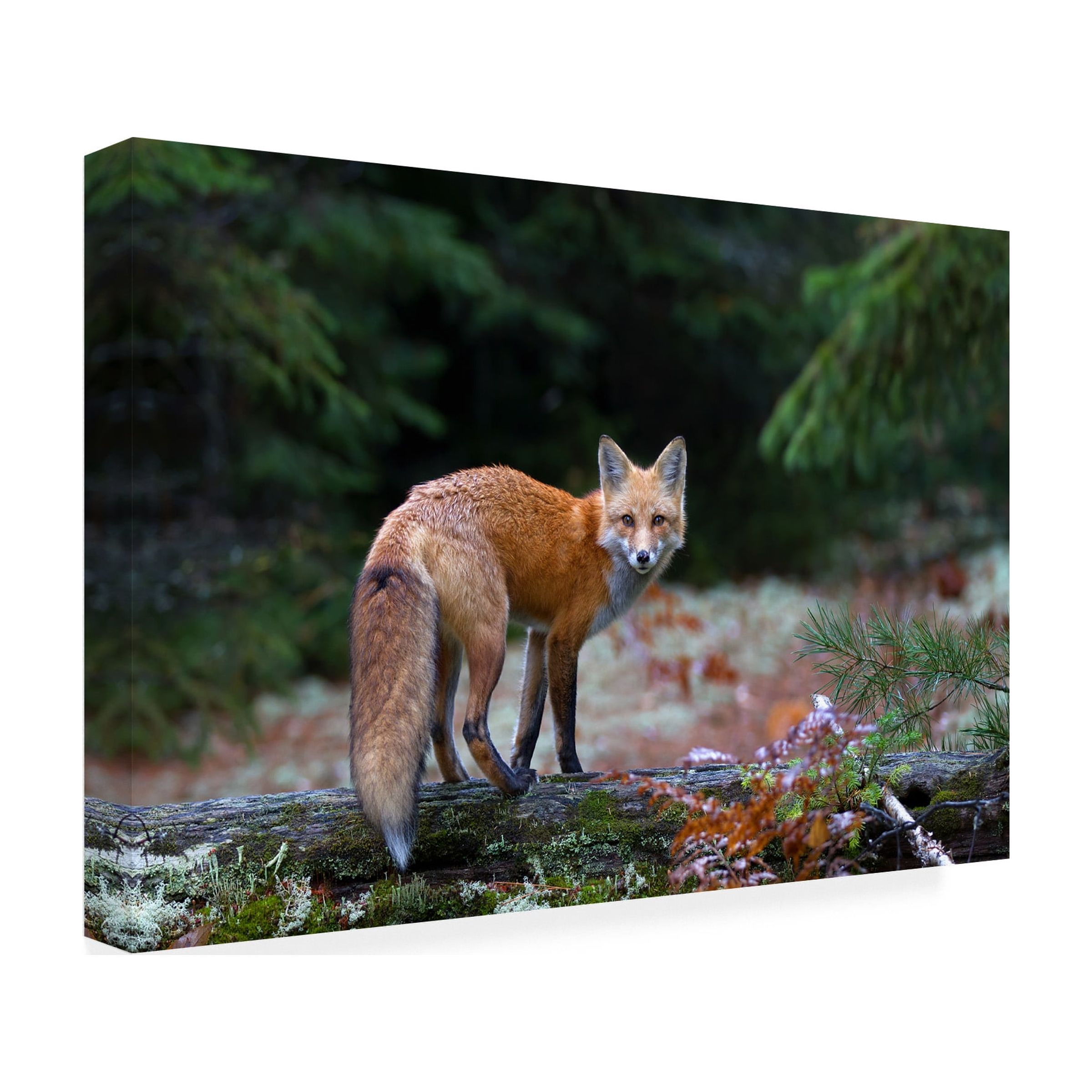 Jim Cumming 'Red Fox In Algonquin Park' Canvas Art