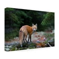 thumbnail image 4 of Jim Cumming 'Red Fox In Algonquin Park' Canvas Art, 4 of 4
