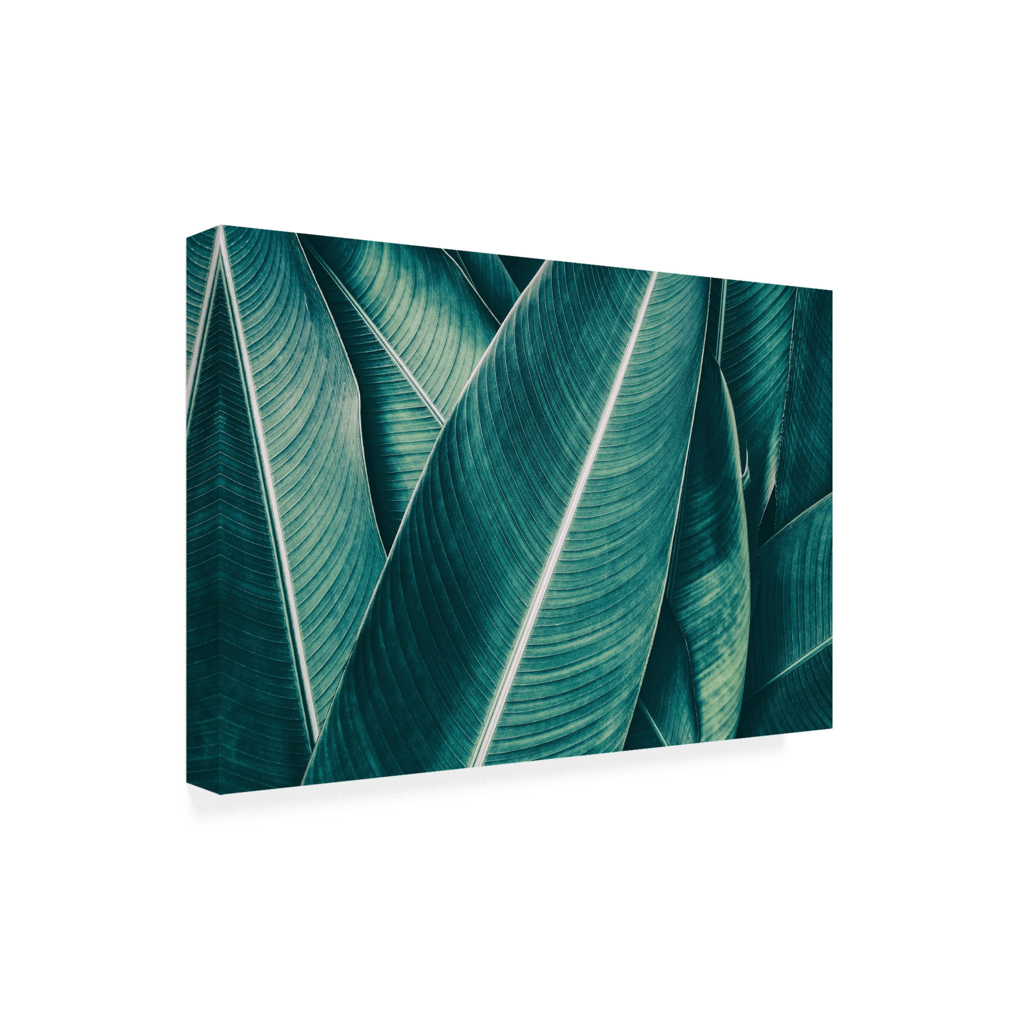 Trademark Fine Art 'Banana Green Leaves' Canvas Art by PhotoINC Studio