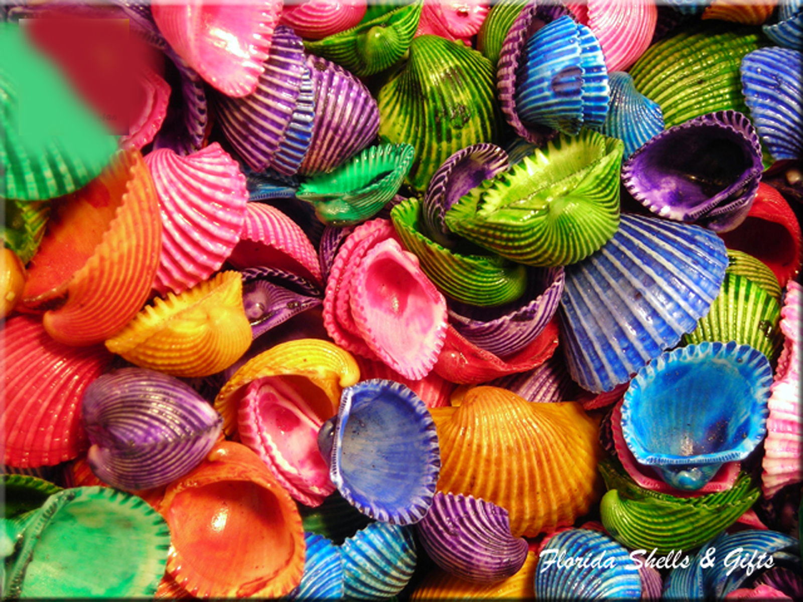 Bulk 1 Lb (400+) Tiny Dyed Ark Shells Mini Seashells (1/23/4") Beach