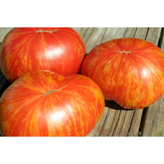 Painted Lady Variegated Heirloom Tomato Premium Seeds Packet