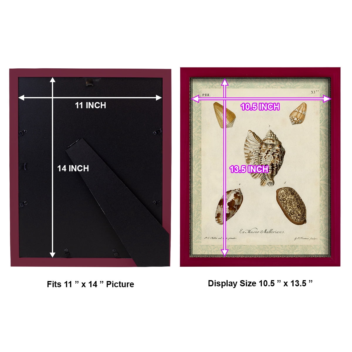 Bookplate Shells II - Framed Print w/glass - Cherry Red