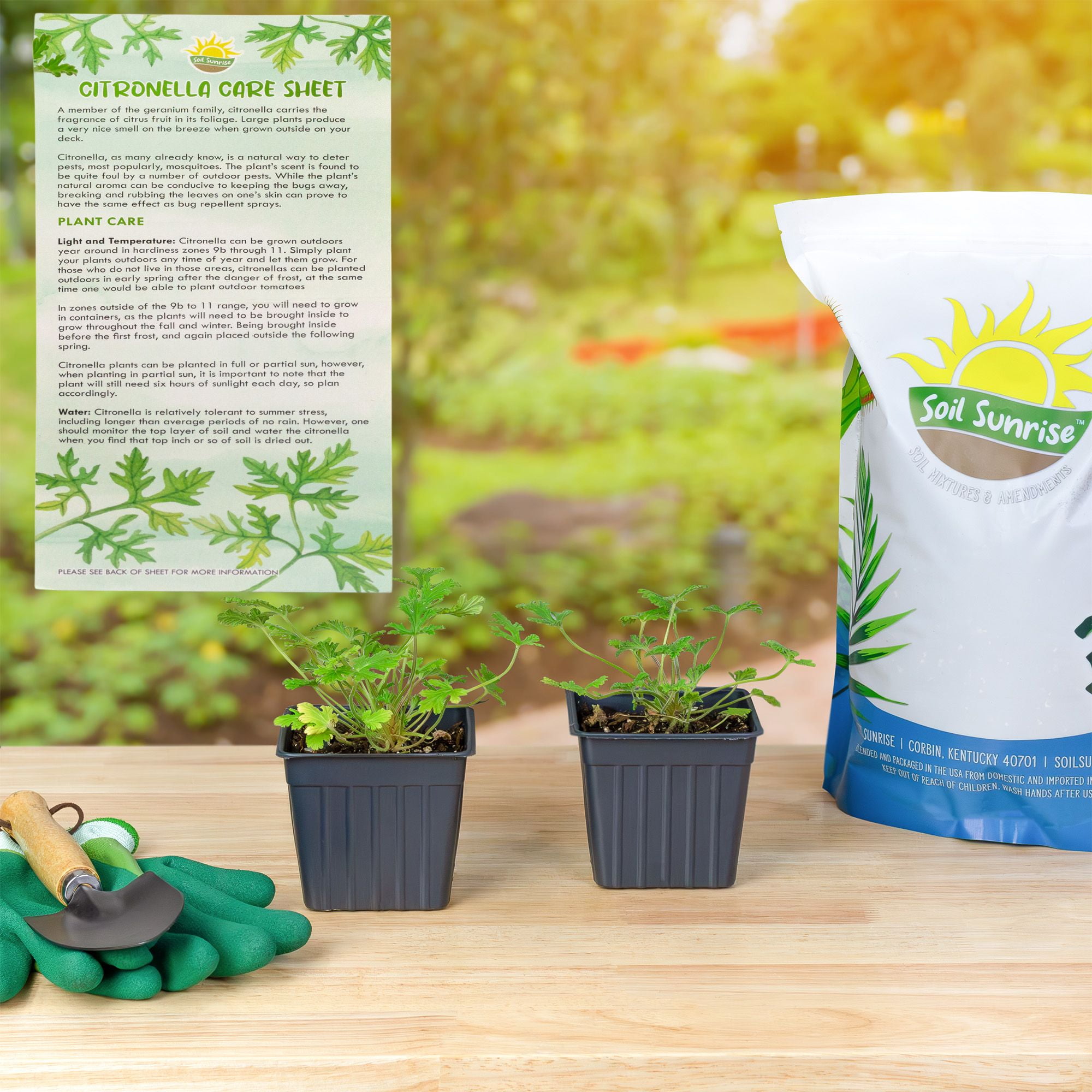 Live Citronella Geranium Plants (2-Pack); Pelargonium Citronella Scented Potted Plants