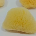 thumbnail image 2 of Sinkoo Hermit Crab Sponges, 3pcs Natural Real Unbleached Sea Sponges for Hermit Crab Provides Nutrients Safer Drinking, Aquarium Decor Balance Tank Humidity, 2 of 5