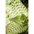 thumbnail image 3 of Berzel, Erin 11x14 Black Modern Framed Museum Art Print Titled - Green and White I, 3 of 5