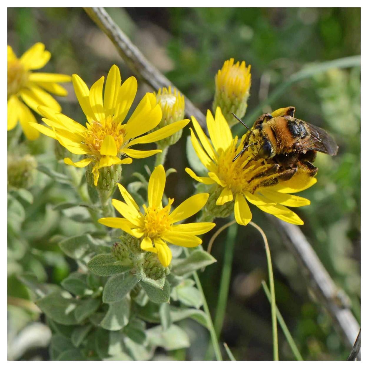 Everwilde Farms - 1 oz Golden Aster Native Wildflower Seeds - Gold Vault Bulk Seed Packet