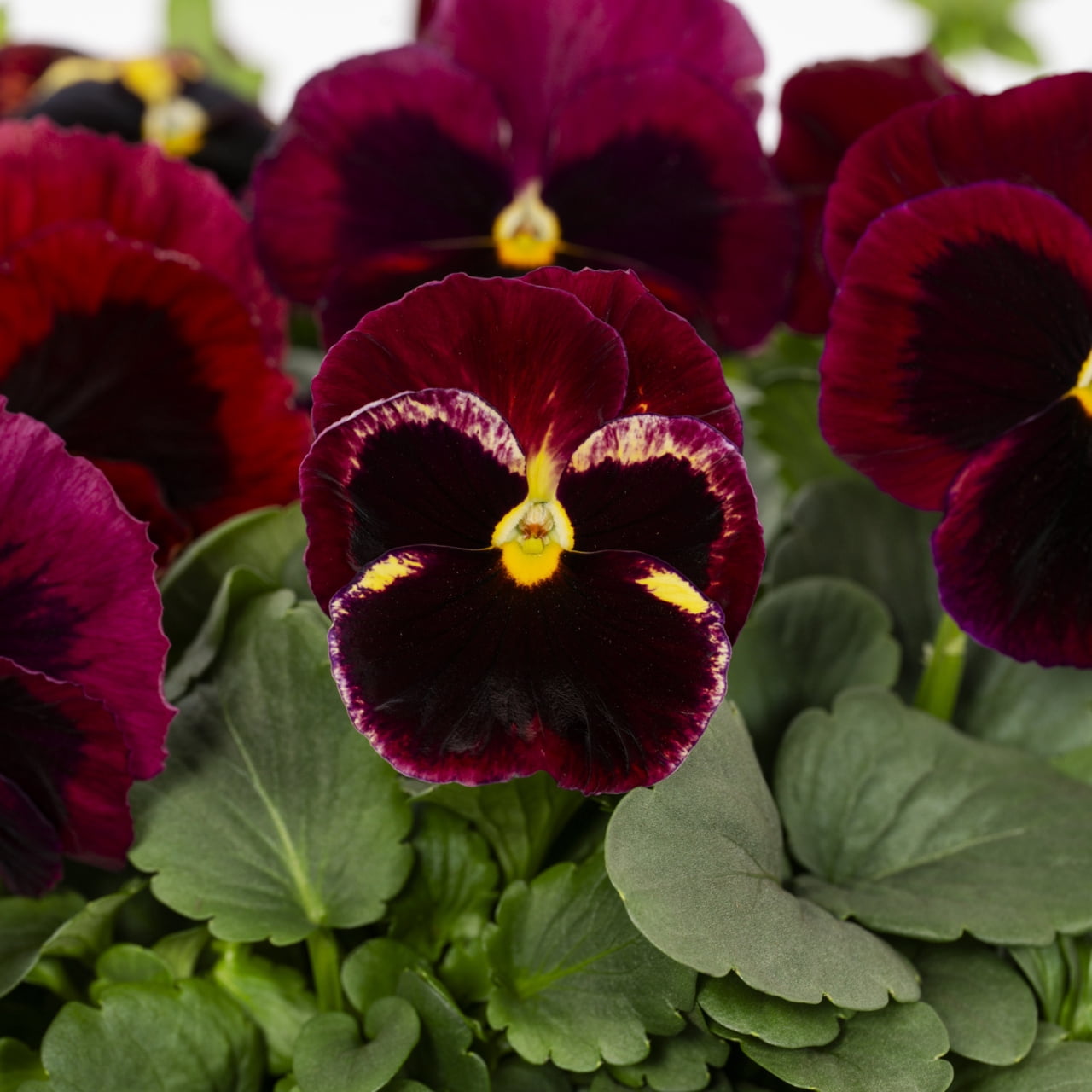 Expert Gardener 2.5QT Multicolor Pansy Live Plants with Grower Pot