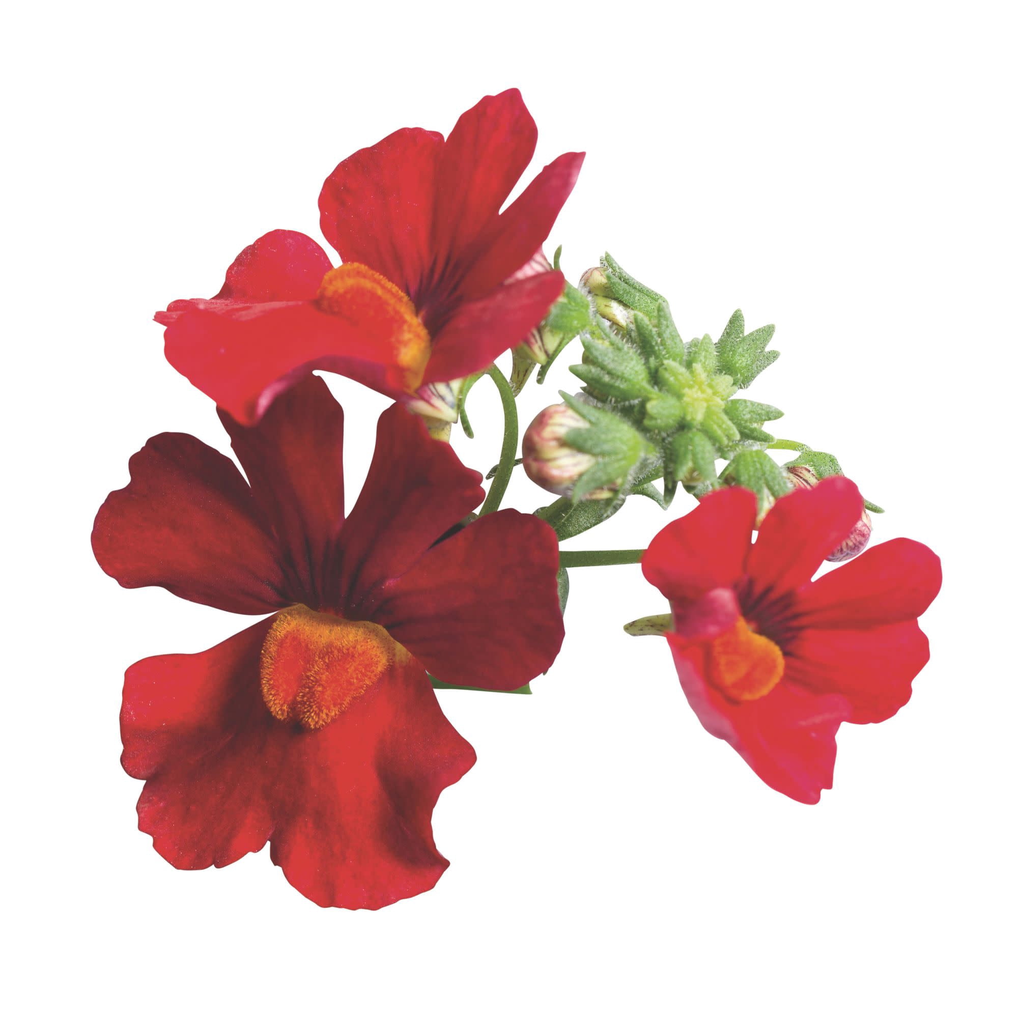 Proven Winners 4" Sunsatia Cranberry Red Nemesia Live Plant in 4.25" Pot (4 Count)
