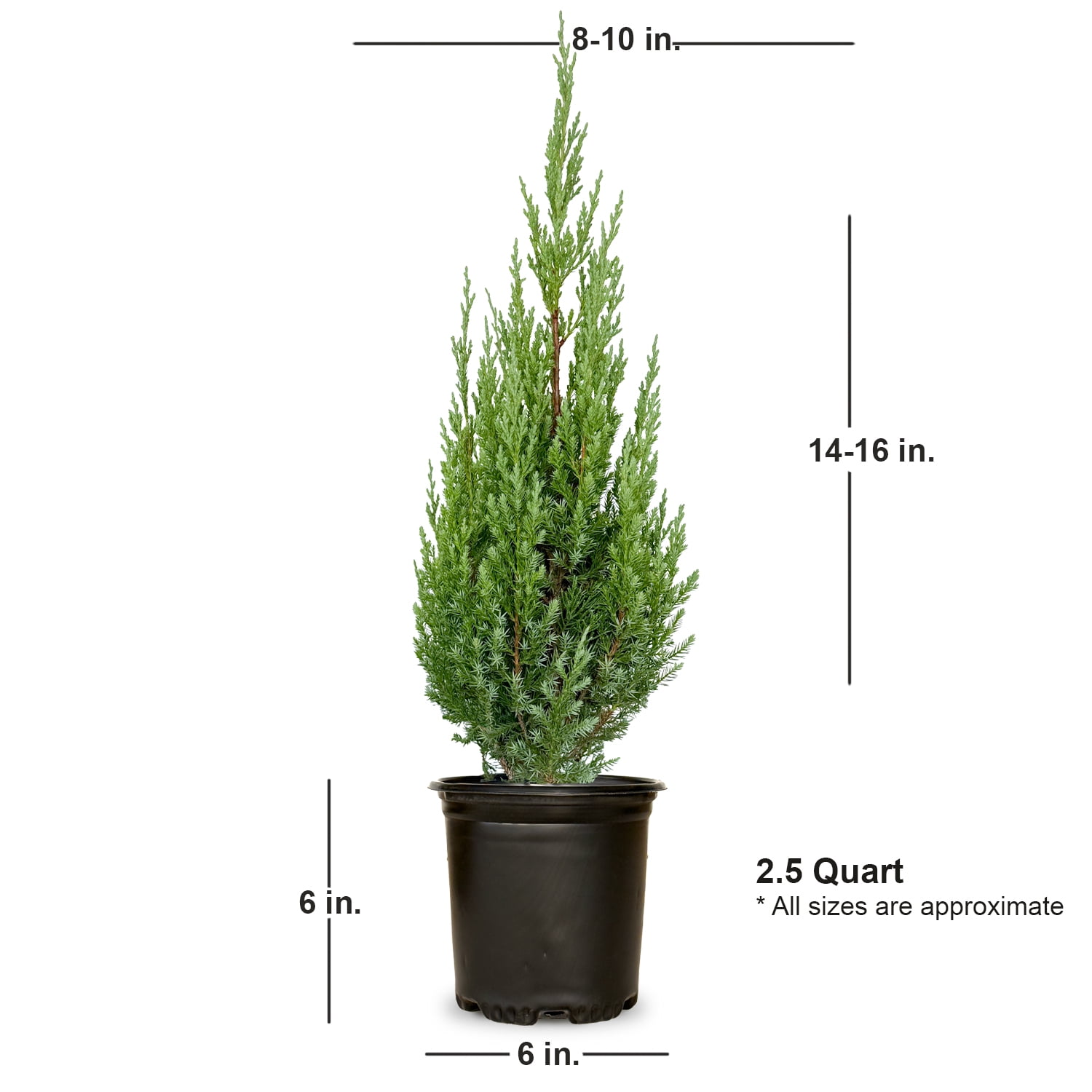 Expert Gardener Blue Point Juniper (2.5 Quart) Evergreen Tree with Blue-Green Foliage - Full Sun Live Outdoor Plant