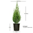 thumbnail image 3 of Expert Gardener Blue Point Juniper (2.5 Quart) Evergreen Tree with Blue-Green Foliage - Full Sun Live Outdoor Plant, 3 of 7