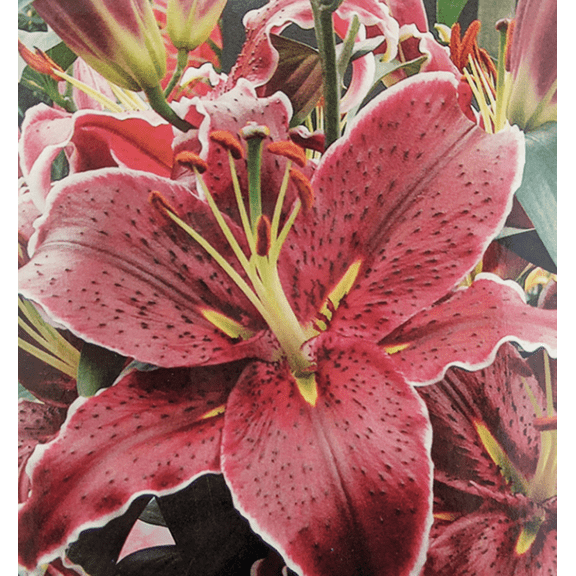 Sixth Sense Oriental Lily 2 Bulbs 16/18 cm - NEW - Deep Magenta!