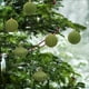 thumbnail image 5 of Christmas Decorations 6 Piece Flocked Christmas Balls Christmas Decoration SetMultiple Styles Of Christmas Tree Decorations Can Also Be Used For Other Party, 5 of 6