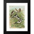 thumbnail image 2 of Johann Friedrich Naumann 14x18 Black Modern Framed Museum Art Print Titled - Muscicapa Atricapill, Muscicapa Collar Semitorquata, Muscicapa Collar Bechst, 2 of 5