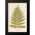 thumbnail image 2 of Woodwardia Radicans 13x18 Black Modern Framed Museum Art Print Titled - Art Licensing Studio, 2 of 5