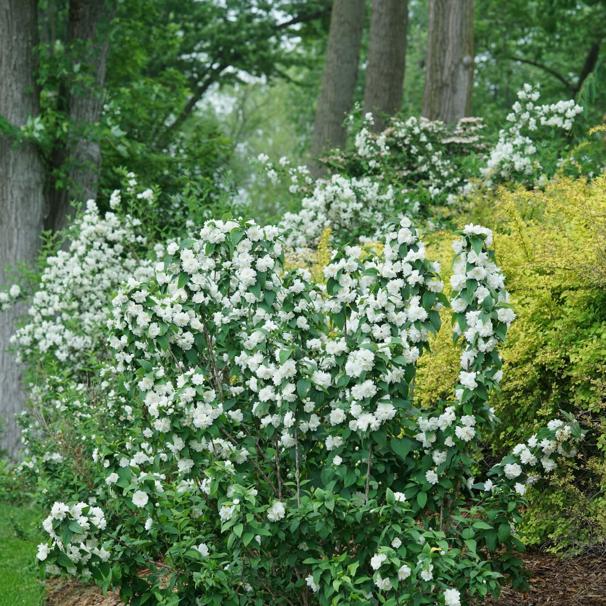 Proven Winners ColorChoice 5" White Illuminati Spice Mock Orange Live Plant in 4.5" Pot (4 Count)
