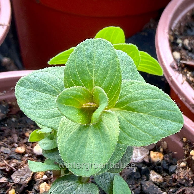 Ornamental Oregano, Kirigami