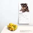 thumbnail image 4 of The Beauty of Yorkshire Terrier Puppies | 2024 12x24" Wall Calendar | StarGifts, 4 of 8