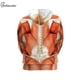 thumbnail image 3 of Sudaderas con capucha para hombre, jersey con capucha, chándal con gráfico 3D de músculos, ropa de calle de Anime, otoño, 3 of 4