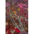 thumbnail image 2 of Jaynes Gallery 17x24 White Modern Wood Framed Museum Art Print Titled - USA-Washington State-Seabeck Japanese maple tree in autumn, 2 of 4