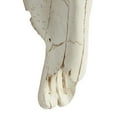 thumbnail image 4 of DecMode White Polystone Skull Cow Wall Decor, 4 of 9