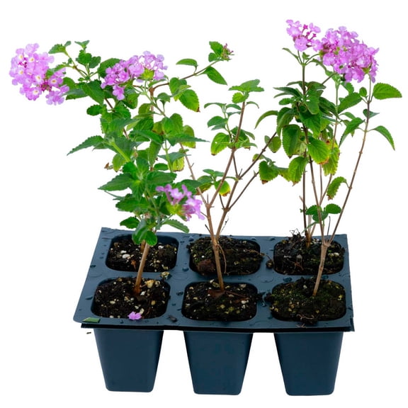 3 Trailing Purple Lantana – Drought-Tolerant Cascading Groundcover with Vivid Violet Blooms for Borders & Containers (Lantana montevidensis) in 2.5″ Cubes, Live Plants