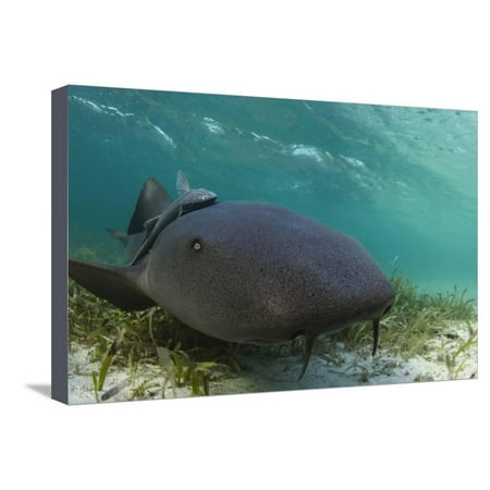 Half Moon Reef - Maralliance, Half Moon Caye, Lighthouse Reef, Atoll, Belize Stretched Canvas Print Wall Art By Pete Oxford