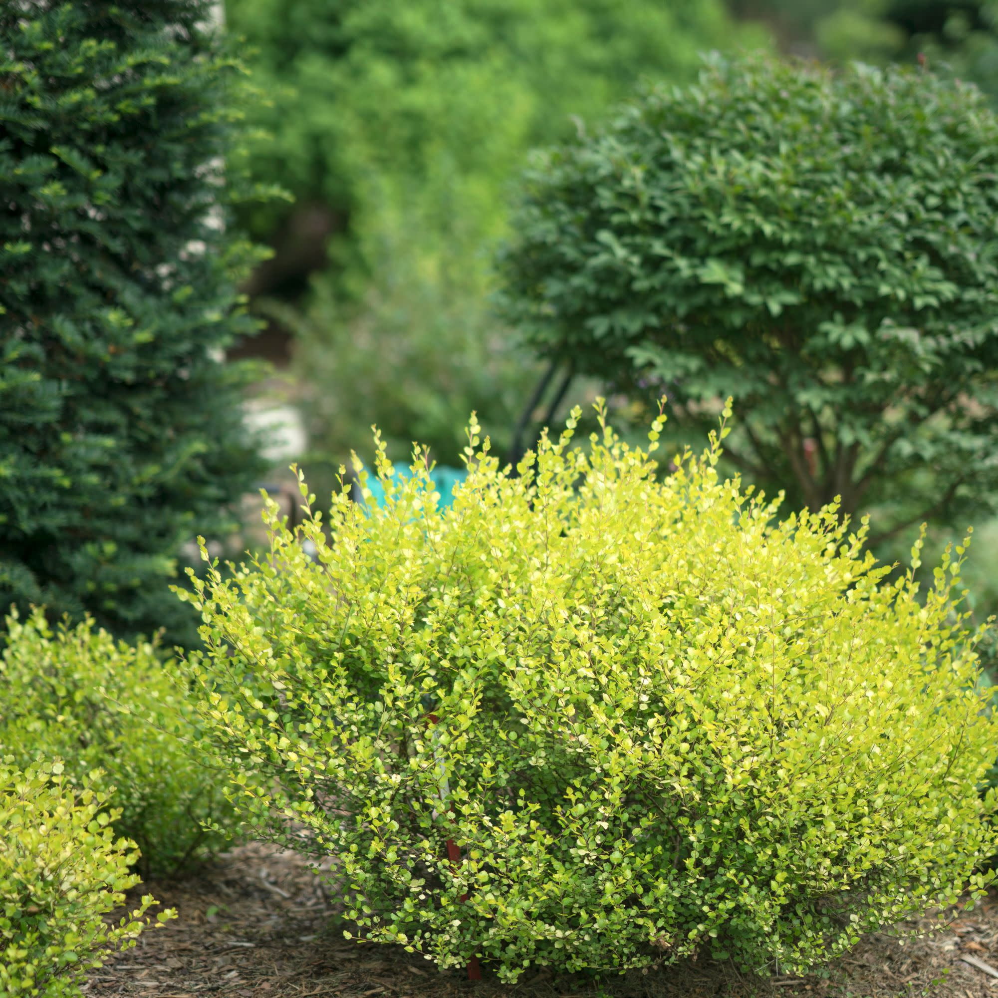 Proven Winners ColorChoice 5" Yellow Cesky Gold Dwarf Birch Live Plant in 4.5" Pot (4 Count)