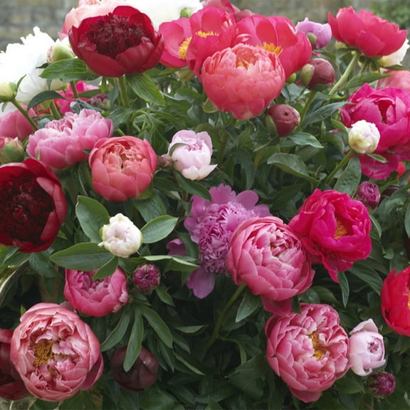 Van Zyverden Peonies Mixed Varieties Set of 3 Plant Roots Multicolor Partial Sun Perennial Deer Resistant 1 lb
