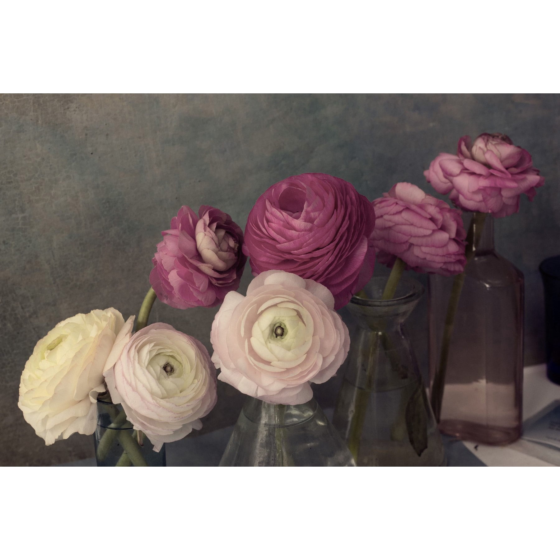 "Baroque Ranunculus" Painting Print on Wrapped Canvas