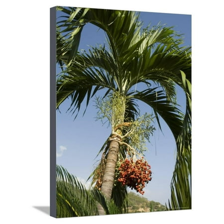 Fruit on Palm Tree, Nicoya Pennisula, Costa Rica, Central America Stretched Canvas Print Wall Art By R H