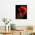 thumbnail image 2 of Nawypu Canvas Prints Wall Art - Closeup of Red Rose Flower Against Black Background | Modern Wall Decor/Home Decoration Stretched Gallery Canvas Wrap Giclee Print & Ready to Hang - 16x20 inch, 2 of 4