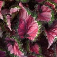 thumbnail image 4 of 6 in Rex Begonia Cherry Fields Live Houseplant with Bright Indirect Sun, 4 of 6