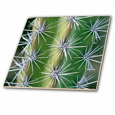 - 3dRose USA, CA, Pasadena, The Huntington Botanical Garden, Octopus Cactus. - Ceramic Tile, 4-inch