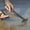 Black, variant on Hand Cultivator Mini Rake,Bend Proof Carbon Steel Design,Rust Resistant,Ergonomic Handle,Hand Tool loosens Soil, rips Out Weeds, Hand Tiller Garden Tool