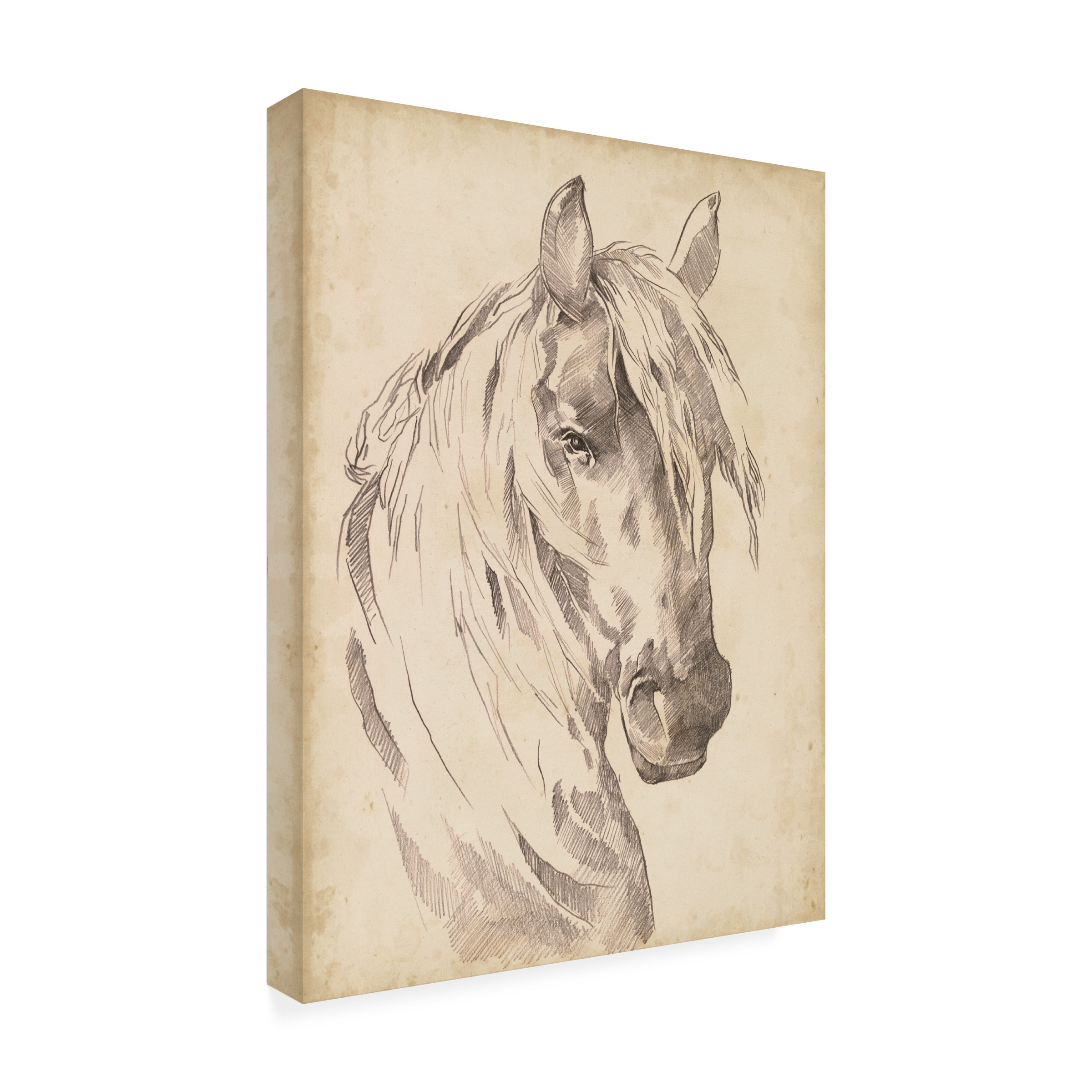 Jennifer Paxton Parker 'Horse Portrait Sketch I' Canvas Art