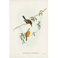 thumbnail image 2 of Gould, John 17x24 Black Ornate Wood Framed with Double Matting Museum Art Print Titled - Yellow-breasted Flycatcher-Machaerirhynchus flaviventer, 2 of 4