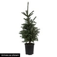 thumbnail image 3 of Spring Hill Nurseries 2.5 Qt White Spruce Picea Live Shrub, 3 of 6