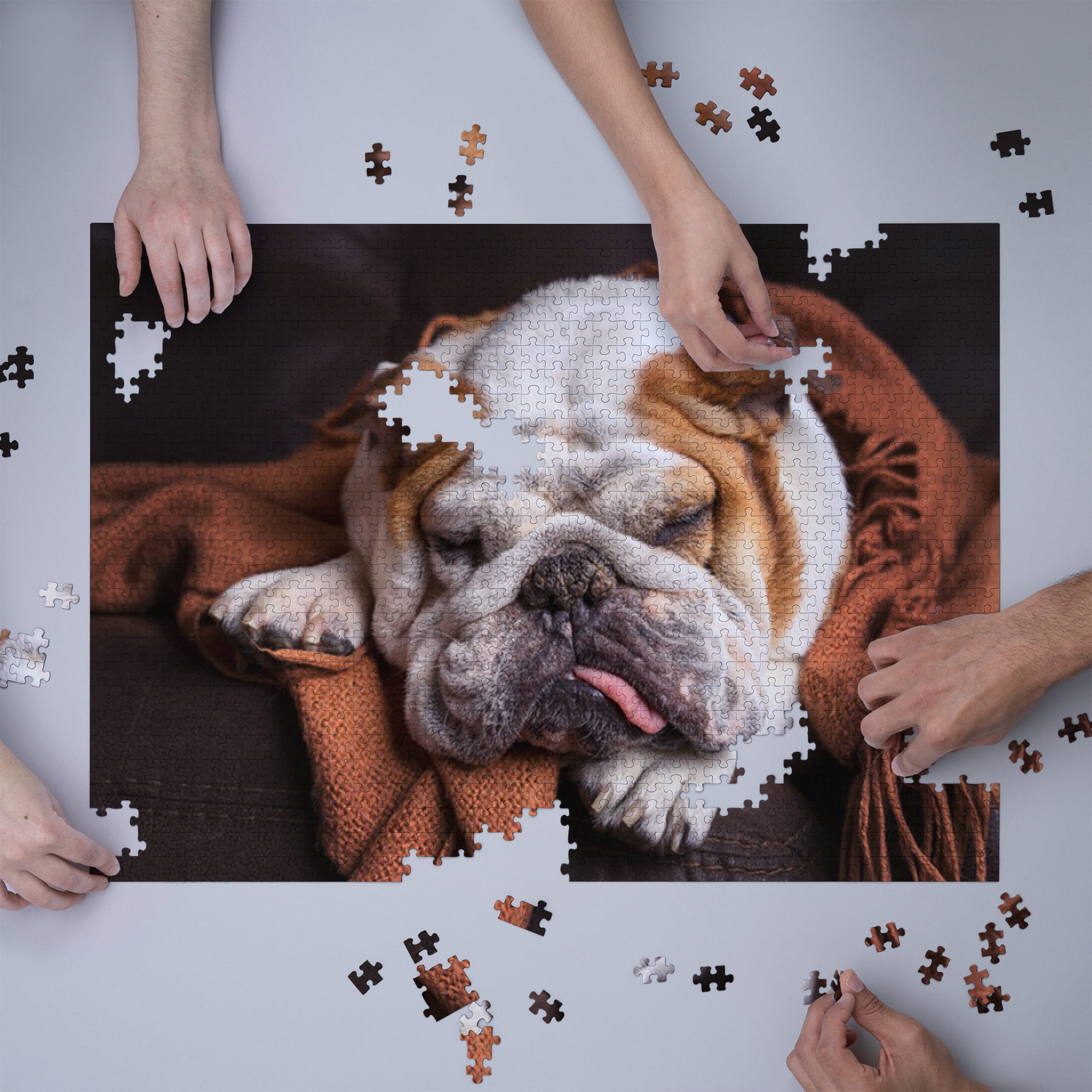 English top bulldog puzzle