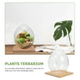 thumbnail image 4 of Miangastore Hydroponic Terrarium Container Assorted Color 1 Set 5.9x5.9in, 4 of 9