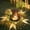 G, variant on Solar Lotus Light, Metal Solar Fence Lights Outdoor Wall Deck Lights, Flower Theme Waterproof Fence Light for Garden Post Patio Backyard Yard Decor