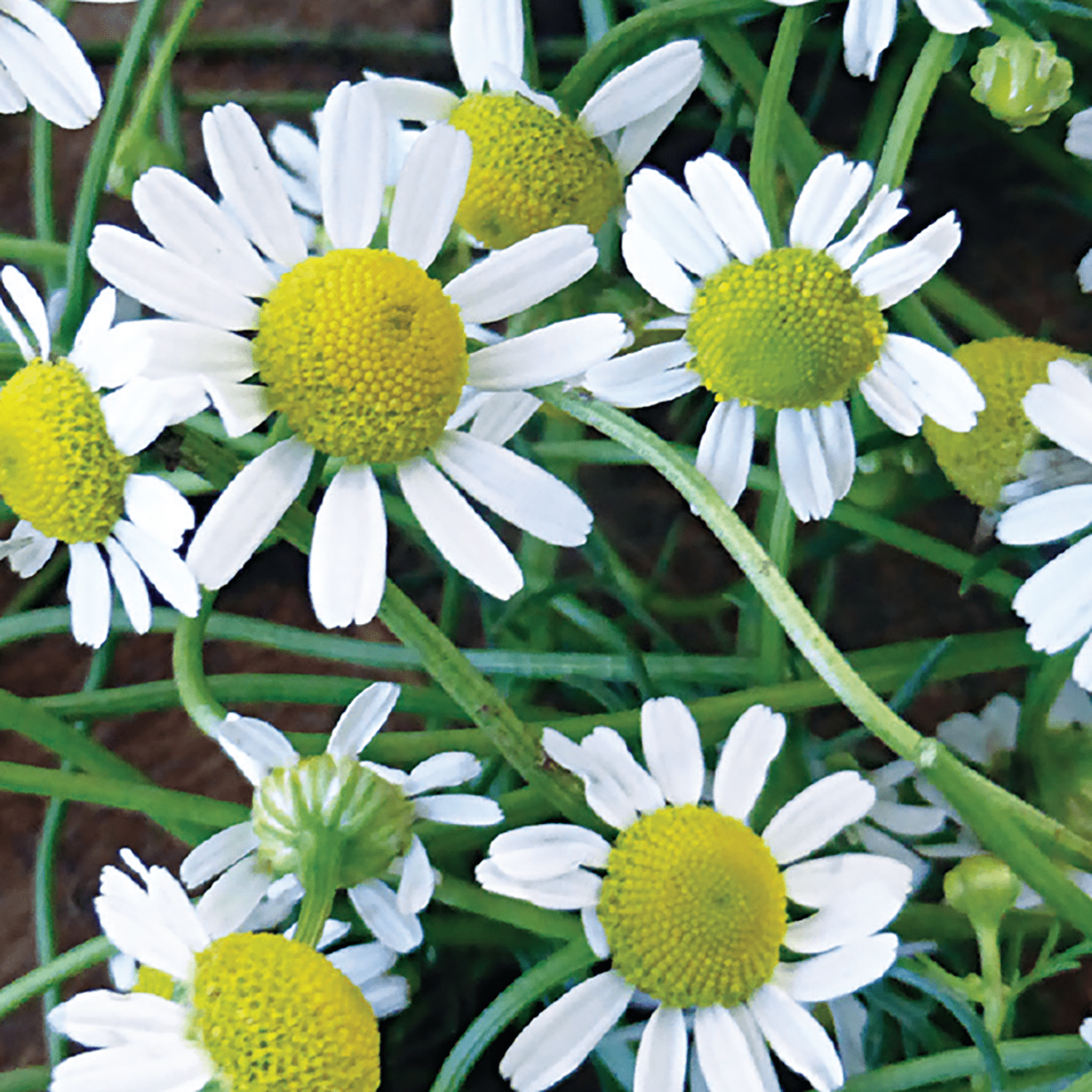 Ferry-Morse 1G Chamomile Herb Plant Seed Full Sun