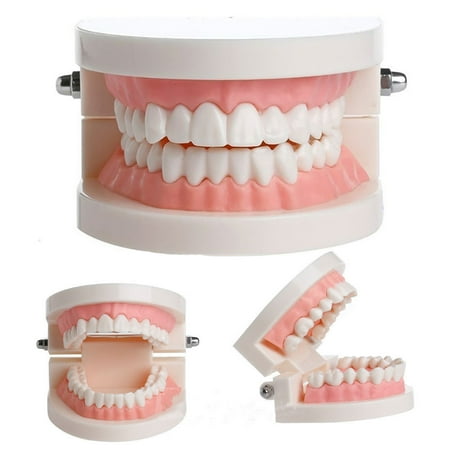 

Mightlink Dental Study Teaching Teeth Model Oral Care Tooth Education Dentist Equipment