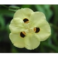 thumbnail image 4 of American Plant Exchange Yellow African Iris, Flowering Plant, 6-Inch Pot, Drought Tolerant, Deer Resistant Landscape Plant, Zones 8-11, Annual Below Zone 8, 4 of 6