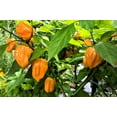 thumbnail image 4 of 50 *Seeds Mixed HOT HABANERO PEPPER Red Orange White Brown Mix Capsicum Chinense, 4 of 10