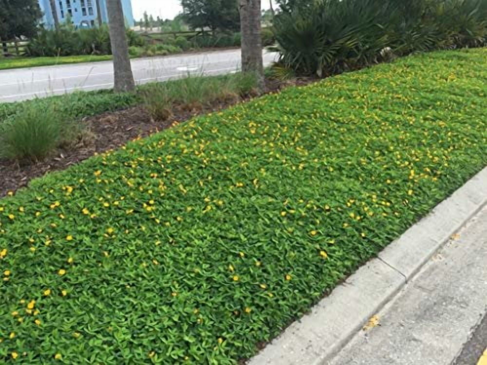 EcoTurf Perennial Peanut Grass - 3 Live Plants - Arachis Glabrata - Drought Tolerant Low Maintenance Ground Cover
