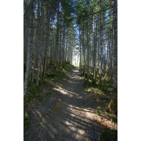 Forest Trail Gros Morne National Park Newfoundland