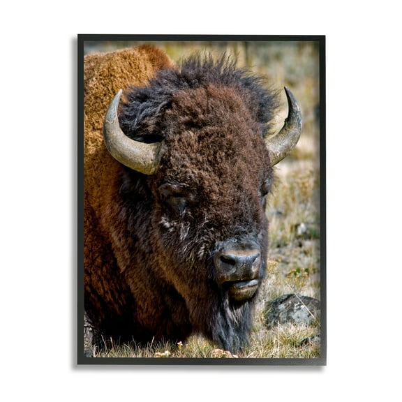 Stupell Industries Bison Resting Photography Animals & Insects Photography Black Framed Art Print Wall Art, 11 x 14