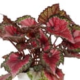 thumbnail image 3 of 6 in Rex Begonia Cherry Fields Live Houseplant with Bright Indirect Sun, 3 of 6
