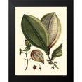 thumbnail image 2 of Vision Studio 19x24 Black Modern Framed Museum Art Print Titled - Buchoz Leaves V, 2 of 5