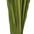 thumbnail image 3 of Vickerman 28-32" Basil Wild Flax Grass. Comes in 12oz (3 -4 oz Bundles), Dried, 3 of 5